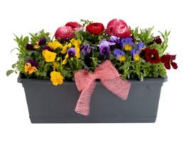flowers in pots cut out isolated transparent background png