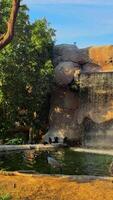 Zoo view, animals in the zoo video