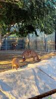 Zoo view, animals in the zoo video