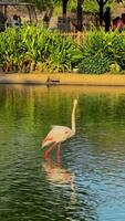 Zoo view, animals in the zoo video