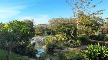 Zoo view, animals in the zoo video
