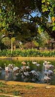 Zoo view, animals in the zoo video