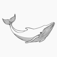 Humpback whale, line art isolated on white background. Minimal abstract whale linear sketch drawing vector