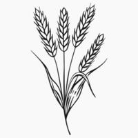 Ears of wheat. Barley line art drawing on white background. Elements for design, logotype, print, poster vector