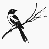 Magpie sits on branch. Ink drawing, outline graphic style. Monochrome bird design element drawing isolated on white background vector