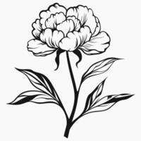 Peony line art isolated on white background. Flower on branch with leaves. Black ink sketch in retro style vector