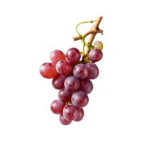 uva deleite uma grupo do fresco uvas fruta isolado em uma transparente fundo png