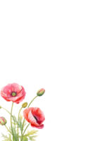 Watercolor Floral elements of poppies for design png