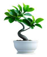 Tree in a pot, Indoor plant with a twisted trunk, artistic design, intriguing and stylish mood, soft daylight png