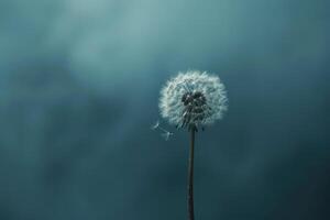 A single dandelion seed against a muted color background illustration photo