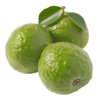 Guava, fruit realistic Illustration. Realistic Transparent file. Mockup template for artwork graphic design png