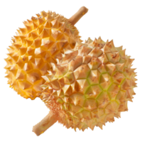 Durian, fruit realistic Illustration. Realistic Transparent file. Mockup template for artwork graphic design png