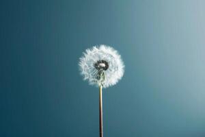 A single dandelion seed against a muted color background illustration photo
