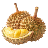 Durian, fruit realistic Illustration. Realistic Transparent file. Mockup template for artwork graphic design png