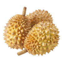 Durian, fruit realistic Illustration. Realistic Transparent file. Mockup template for artwork graphic design png