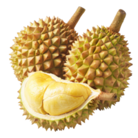 Durian, fruit realistic Illustration. Realistic Transparent file. Mockup template for artwork graphic design png