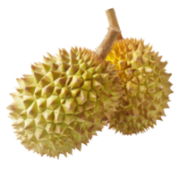 Durian, fruit realistic Illustration. Realistic Transparent file. Mockup template for artwork graphic design png