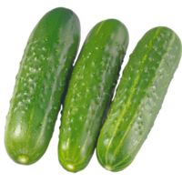 Cucumber, fruit realistic Illustration. Realistic Transparent file. Mockup template for artwork graphic design png