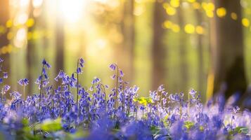Beautiful bluebells in a sunlit forest, showcasing vibrant colors and a serene natural environment. Ideal for nature and spring themes. photo