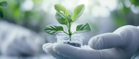 Close-up of a scientist's hand holding a young plant in a research laboratory, symbolizing biotechnology and genetic engineering advancements. photo