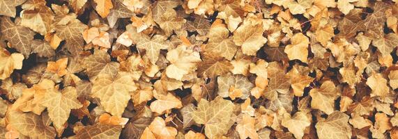 Top view of yellow orange leaves fallen from the tree on the ground. Wet and colourful red brown leaf on the floor in rainy day in Autumn, Nature pattern texture background. photo