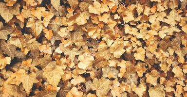 Top view of yellow orange leaves fallen from the tree on the ground. Wet and colourful red brown leaf on the floor in rainy day in Autumn, Nature pattern texture background. photo
