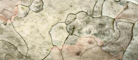 natural pattern on plane tree bark banner platanus tree abstract natural ecological background brown khaki shapes photo