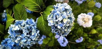 Colourful Hydrangea macrophylla banner Blossom near house wall. Colorful hydrangeas in garden, close up. Purple blue pink hortensia blooms. Endless summer Hydrangea flowers. photo