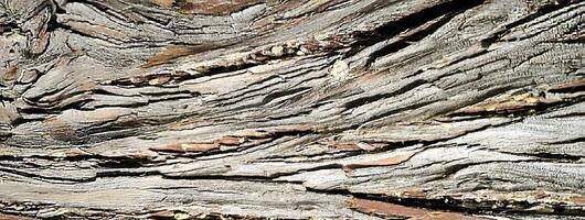 Abstract botanical natural background banner bark of tree texture cypress nature ecological design brown color, cypress, thuja, evergreen plant, meditation, relaxation, detox, wild nature photo