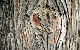 Abstract botanical natural background bark of tree texture cypress nature ecological design brown color, cypress, thuja, evergreen plant, meditation, relaxation, detox, wild nature photo