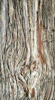 Abstract botanical natural background bark of tree texture cypress nature ecological design brown color, cypress, thuja, evergreen plant, meditation, relaxation, detox, wild nature photo