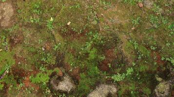 hexagonal paving block covered with moss photo