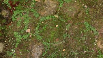 hexagonal paving block covered with moss photo