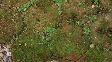 hexagonal paving block covered with moss photo