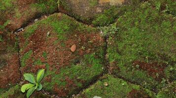 hexagonal paving block covered with moss photo