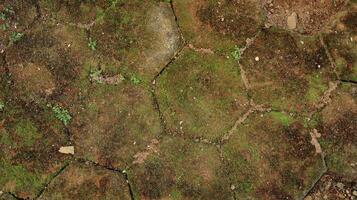 hexagonal paving block covered with moss photo