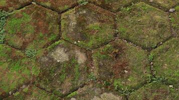 hexagonal paving block covered with moss photo