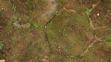 hexagonal paving block covered with moss photo