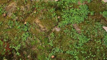 hexagonal paving block covered with moss photo