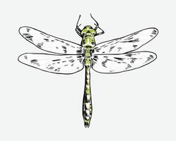 hand drawn illustration of dragonfly. Different pose, action. Isolated background. Colored engraving. vector