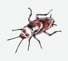 Set of hand drawn of cockroach. sketch drawing. Isolated background. Graphic illustration. vector