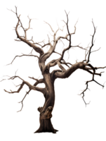 a dead tree with no leaves on it png