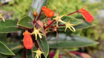 Seemannia sylvatica flower shrubs with little reddish orange photo