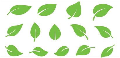 Green leaf icons set. Leaves icon on isolated background. Collection green leaf. Elements design for natural, eco, vegan, bio labels. Leaves simple illustration vector