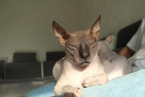Sphinx cat with closed eyes on the sofa close-up with space for text. The concept of relaxation and tranquility photo