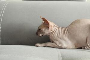 A predatory cat is preparing to jump. Playing cats are hunting. Sphinx on a gray background with space for copyspace text photo