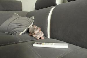 The Sphynx cat is sitting near the control panel of the TV of the air conditioner. Cats and technology photo
