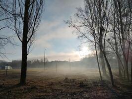 Fog Between Trees. The fog rises from the ground upwards. Morning after dawn, blue sky and sun rays between trees photo