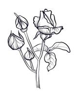 bouquet of roses with buds hand-drawn vector