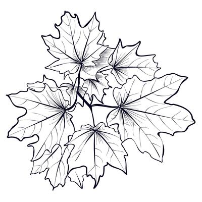 Maple Branch hand drawing